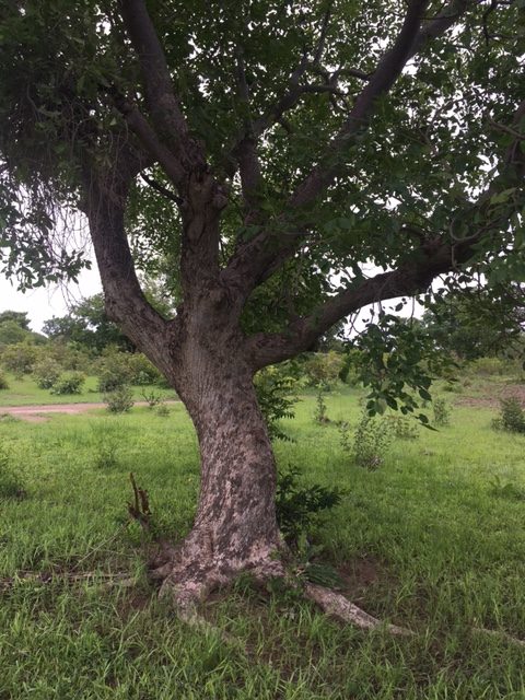 arbre marie-cesira ouilissi